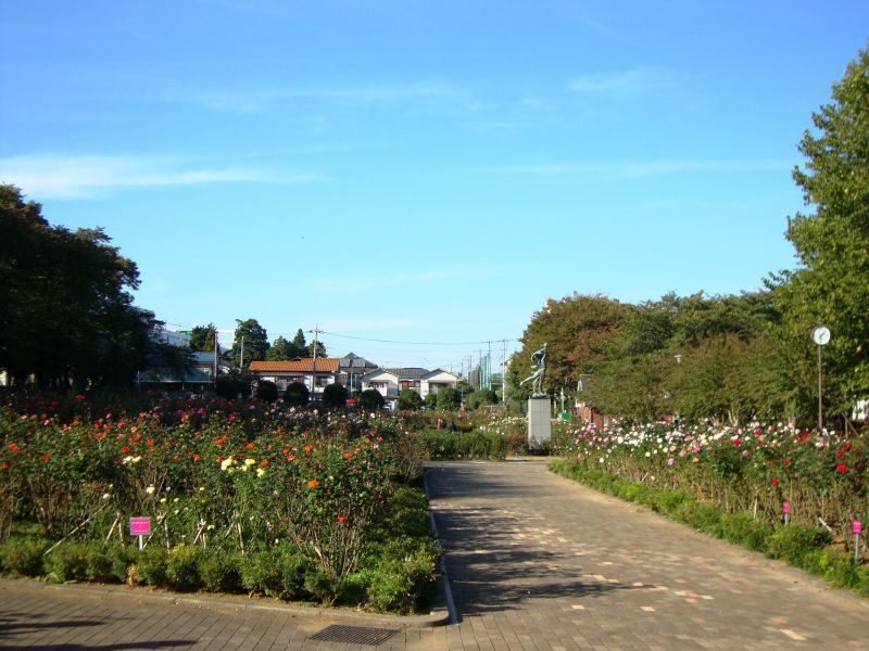 yono park rose garden yono park rose garden